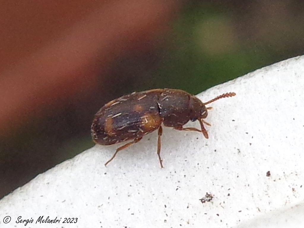 Mycetophagidae? S, forse Mycetophagus quadriguttatus